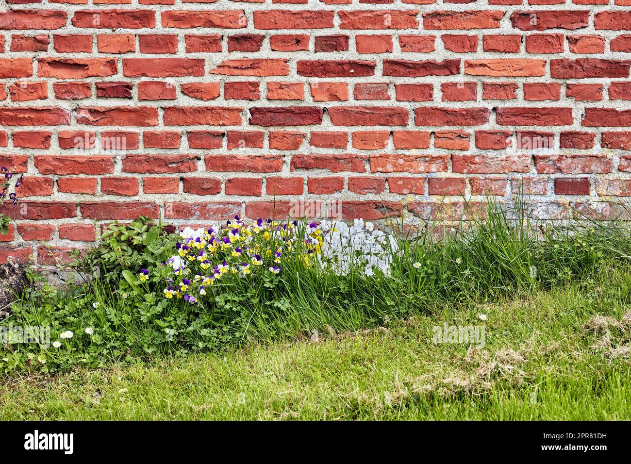 Eine Nahaufnahme einer Mauer aus roten Ziegeln in einem alten Gebäude mit üppigem grünen Gras und wilden Gänseblümchen, die im Frühling wachsen. Harte raue Oberfläche mit Zementputz, der an einer verwitterten Betonstruktur befestigt ist Stockfoto