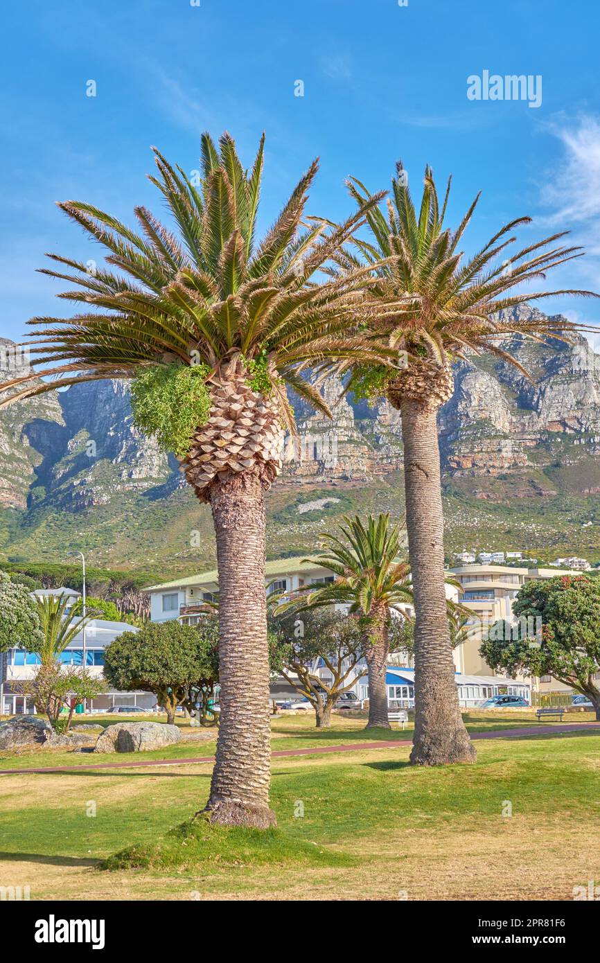 Camps Bay, Table Mountain National Park, Kapstadt, Südafrika. Wunderschöne Stadtlandschaft mit Natur und malerischer Aussicht als Urlaubsziel. Tropische Urlaubslage mit hohen Bäumen und grünen Pflanzen Stockfoto