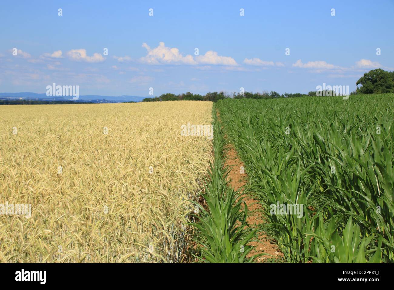 Die Grenze zwischen einem Korn und einem Maisfeld verläuft in der Mitte des Bildes Stockfoto