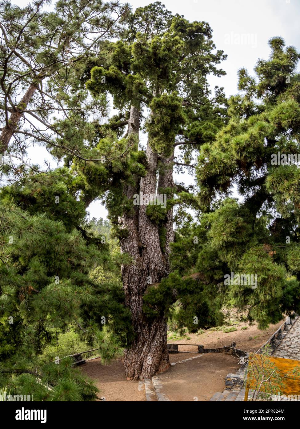 Erleben Sie den riesigen Pino Gordo (pinus canariensis) in einem atemberaubenden Porträt, das sich im Naturpark Corona Forestal in der Nähe von Vilaflor de Chasna befindet. Stockfoto