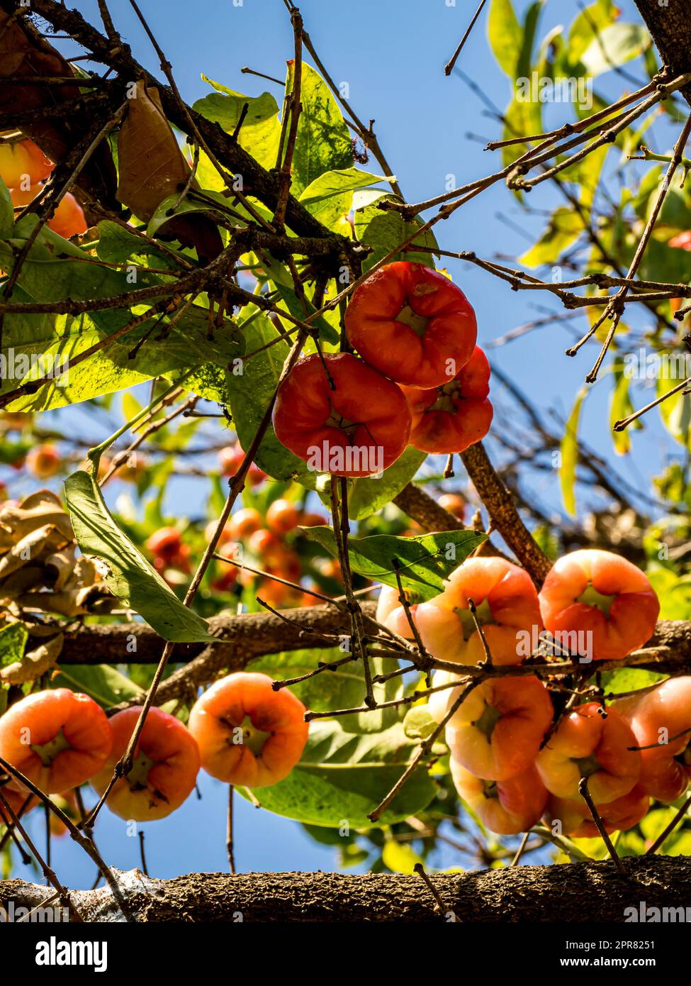 Genießen Sie den süßen und erfrischenden Geschmack von saftigen Wasseräpfeln, auch bekannt als Glockenobst, die auf einem Kirschbaum (Syzygium Aqueum) angebaut werden. Stockfoto