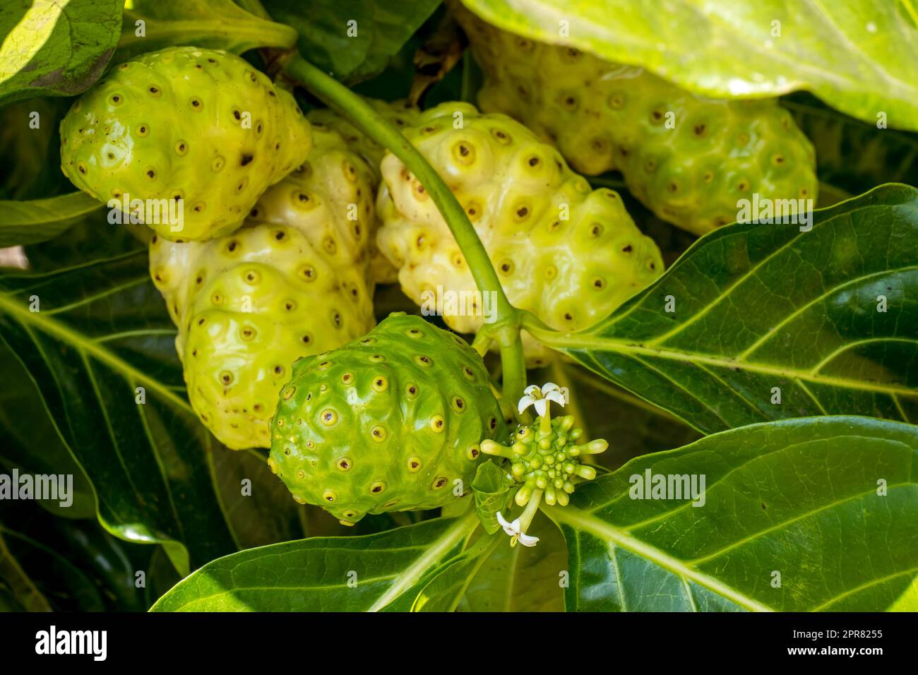 Große Morinda, auch bekannt als indische Mulberry oder Noni Fruit, bereit für Ernährung und Erfrischung, perfekt für alle, die eine gesunde, tropische Pflanze suchen Stockfoto