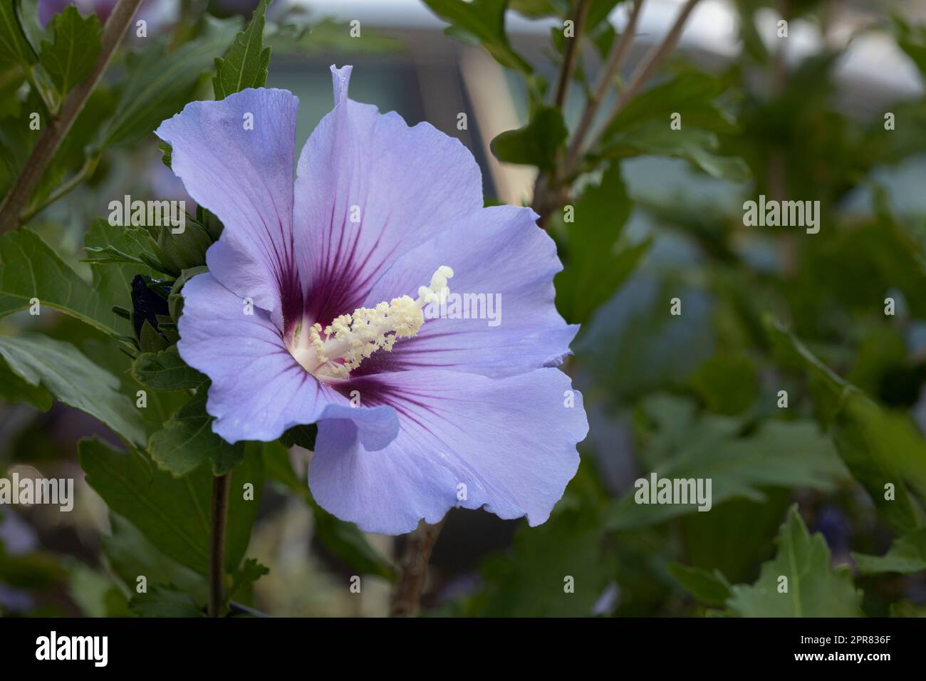 Einzelne Hibiskusblume im Garten Stockfoto