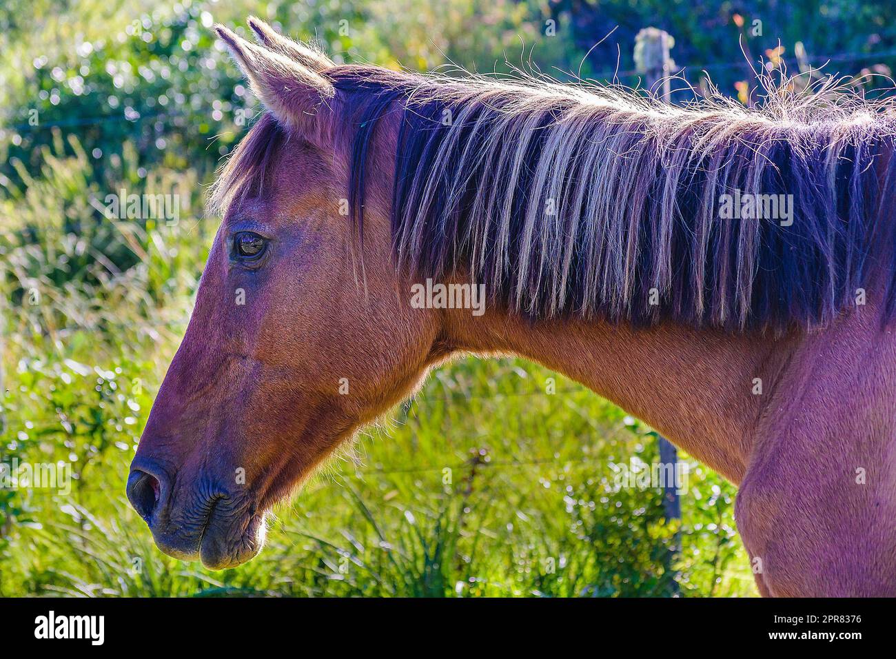 Gereiftes männliches Pferd Stockfoto