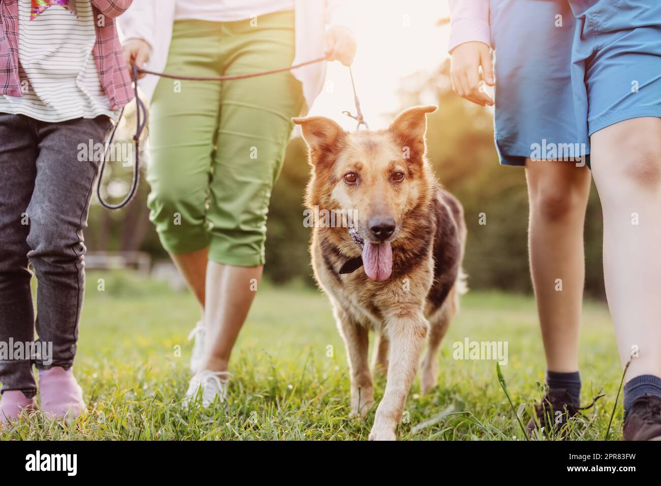 Kinder wandern mit Hund in der Natur. Junge und Mädchen mit einem Haustier im Sommer im Freien Stockfoto