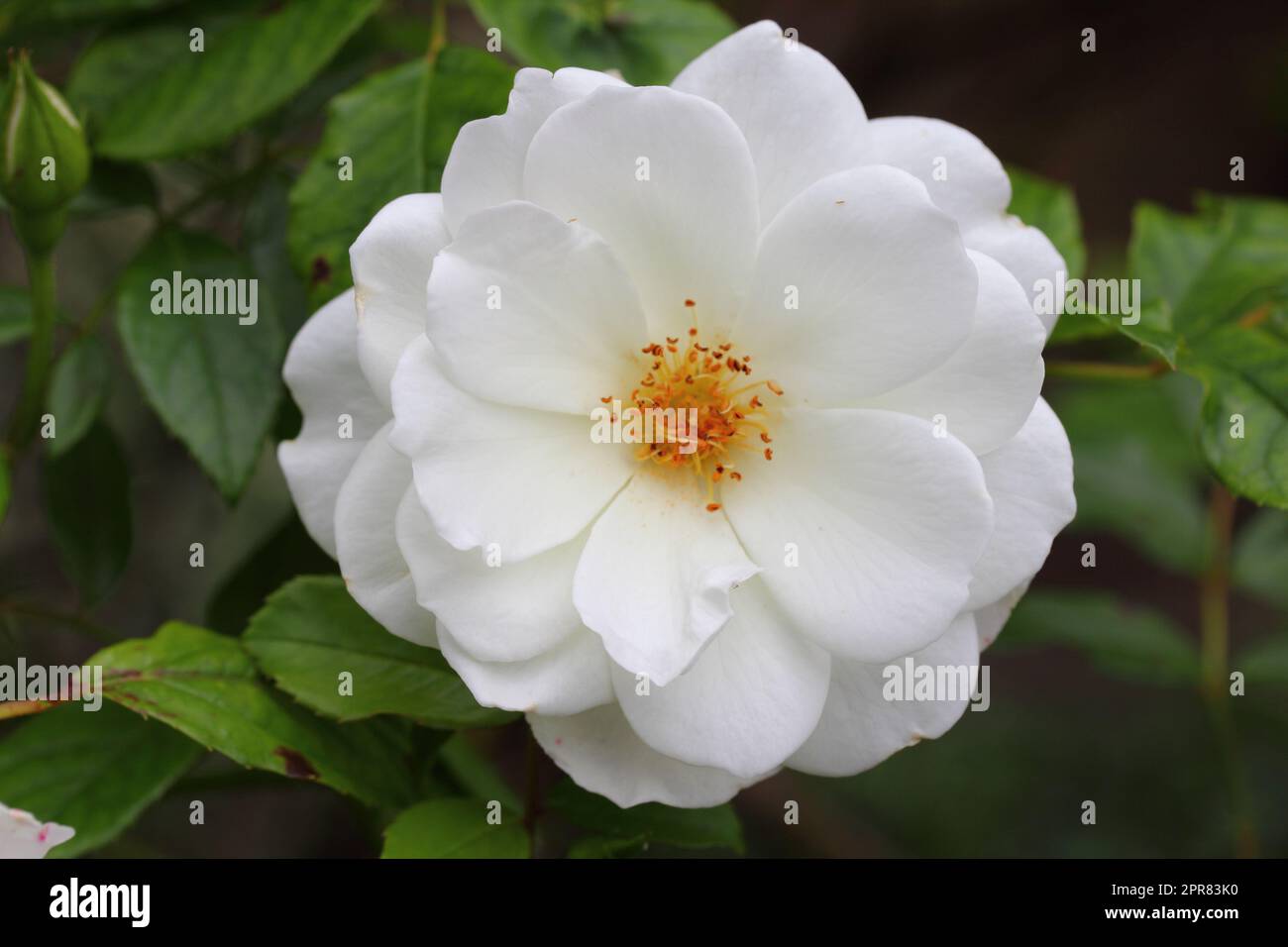 Weiße Heckenrose-Rosa (Rosa canina) Stockfoto