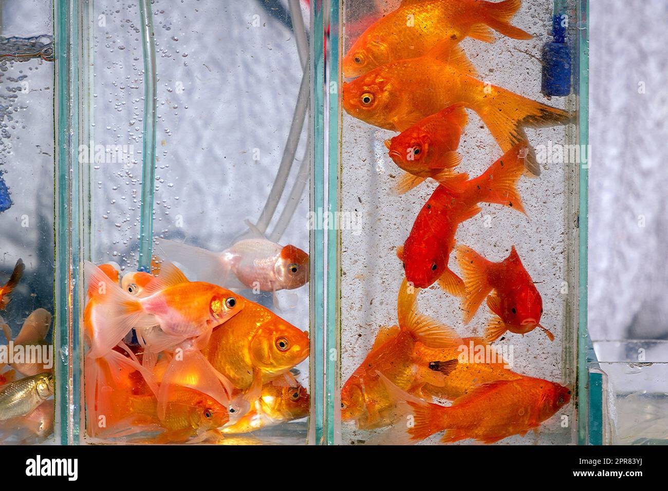 Goldfische Haustiere im Aquarium Stockfoto