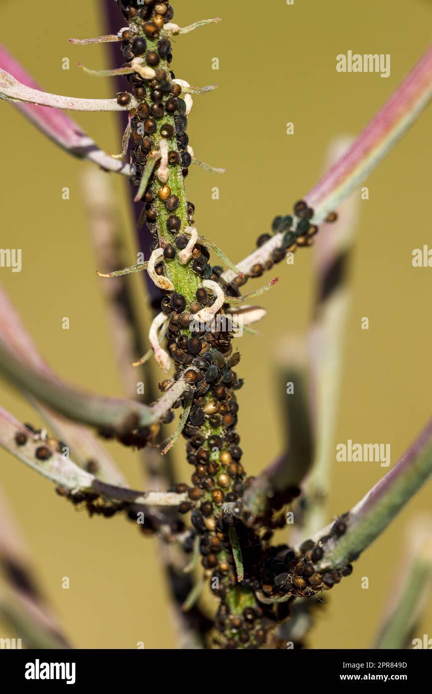 Blattlaus Schädling auf Blumen Stockfoto