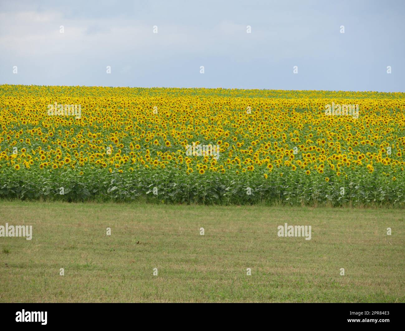 Sonnenblumenkerne, natürliches Essen, gelb, große Feldsonne Stockfoto