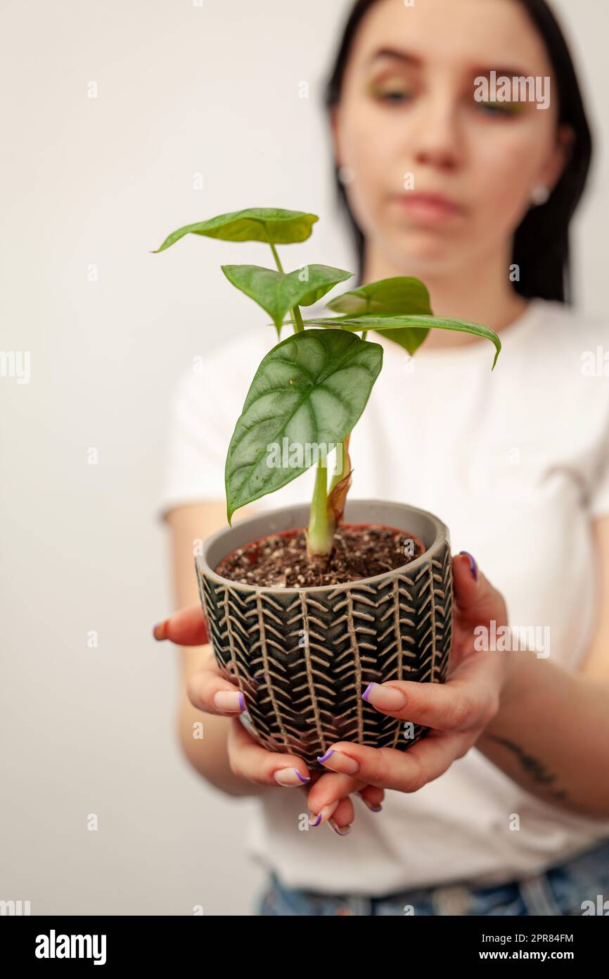 Exotische Alocasia Silver Dragon Hauspflanze in dunklem, strukturiertem Topf. Stockfoto