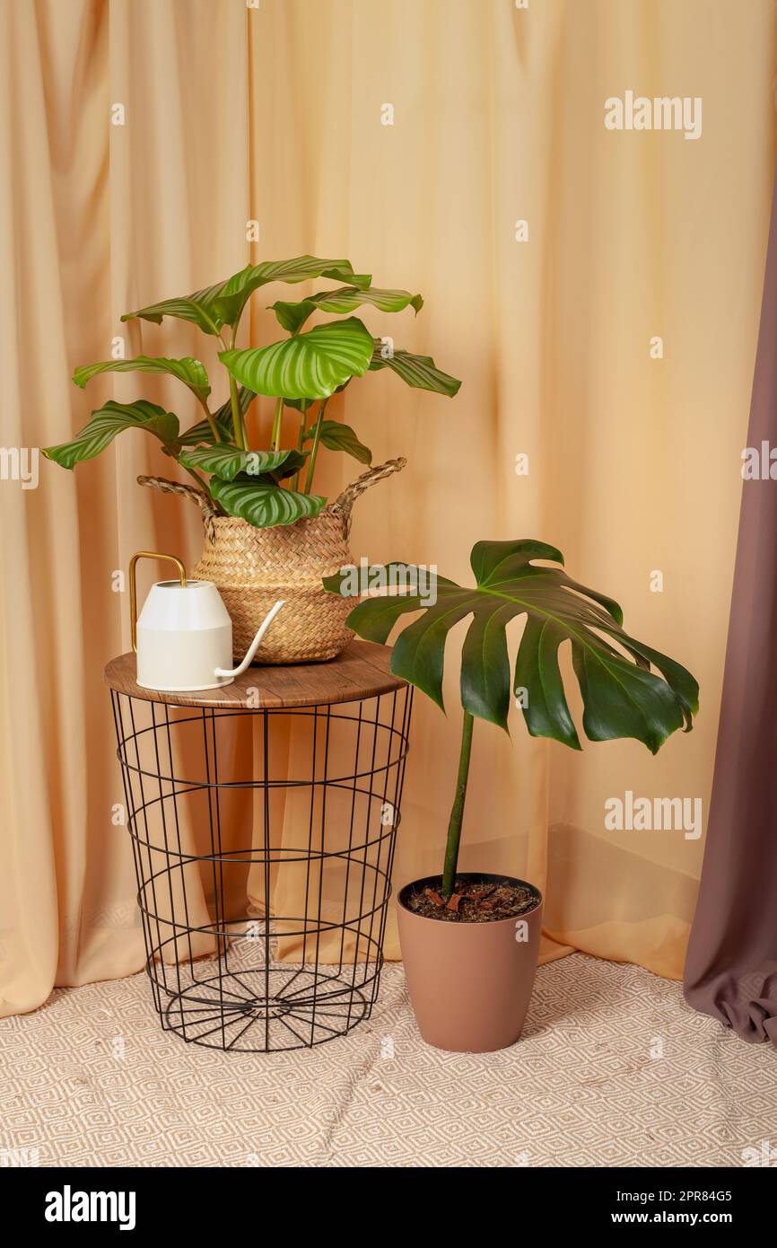 Stillleben mit Pflanzen und Gießkanne auf braunem Hintergrund. Stockfoto