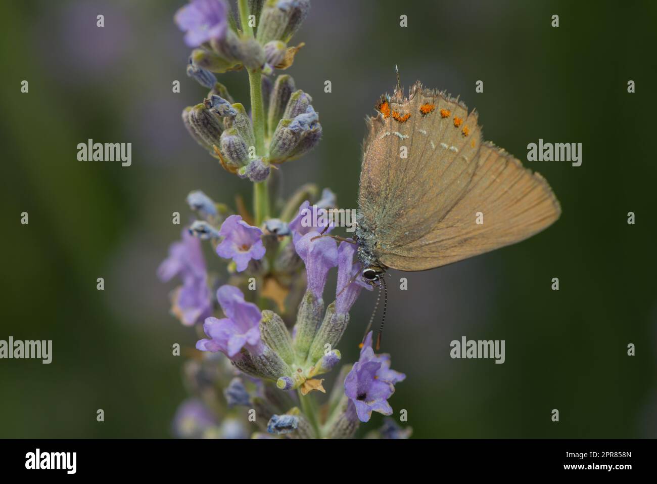 Nahaufnahme eines Schmetterlings auf Lavanderblüte Stockfoto