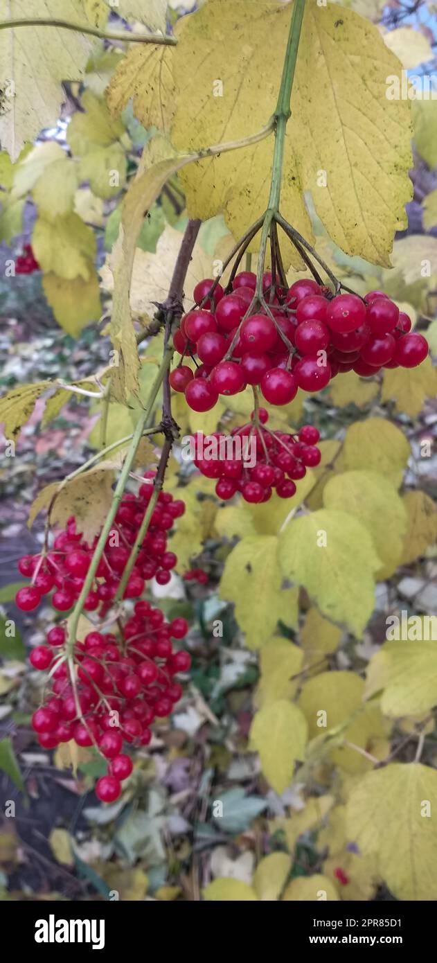 Rote reife Wachlder-Rosenbeeren zwischen den vergilbten Blättern. Vertikaler Hintergrund. Stockfoto