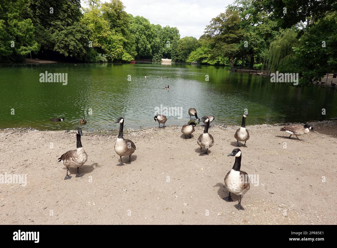 Kanadagänse (Branta canadensis) im Voksgarten Stockfoto