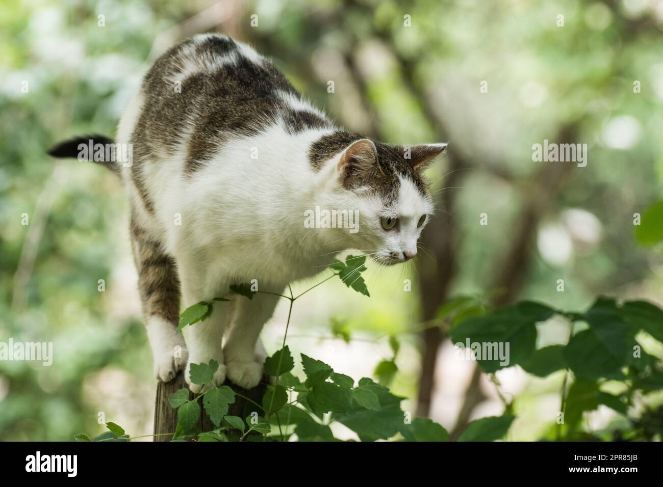 Eine kleine Katze, die auf einem Zaun sitzt, bevor sie springt Stockfoto