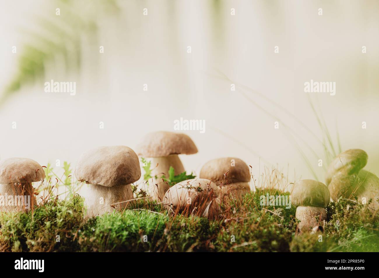 Zusammensetzung mit Boletus edulis-Pilzen stehen auf grünem Moos oder Gras Stockfoto