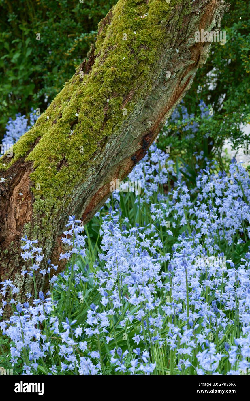 Farbenfrohe Blüten, die um den moosbedeckten Baumstamm wachsen. Blühende, blühende, blühende blaue scilla siberica Pflanzen in einem ruhigen, friedlichen privaten Garten und Garten Stockfoto