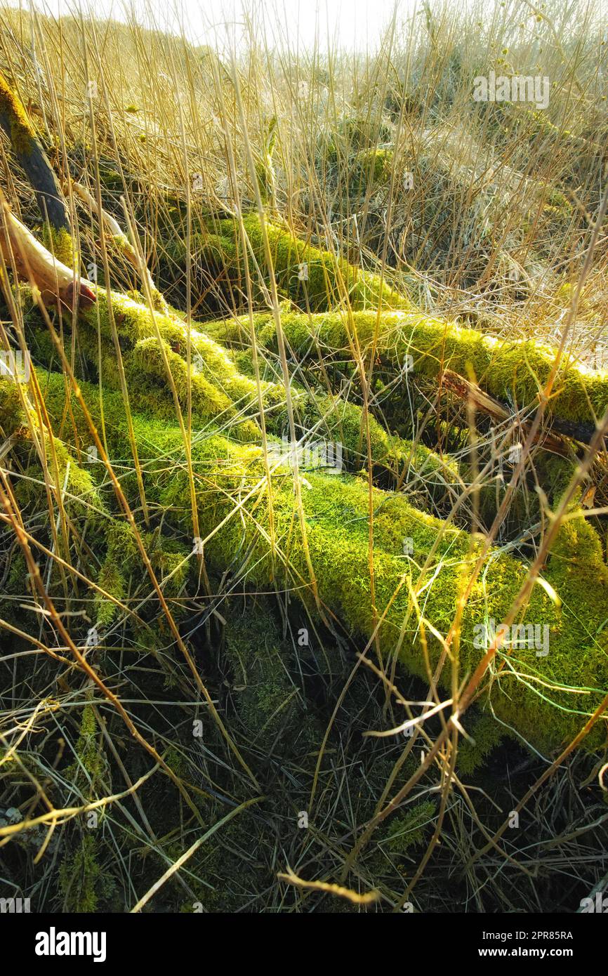 Nahaufnahme von leuchtendem grünen Moos, das im Frühling in einem leeren dänischen Sumpf auf einer gefallenen Baumrinde wächst. Zoomen Sie Makroansicht von Details, strukturierte Algen verbreiten sich, bedecken Sie den Holzstamm in abgelegener Naturlandschaft Stockfoto