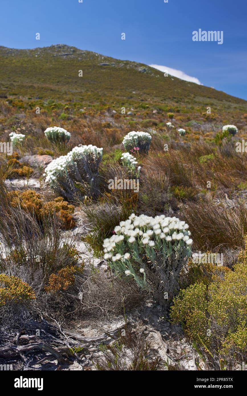 Einheimische Fynbos-Pflanze im Table Mountain-Nationalpark in Kapstadt, Südafrika. Malerischer Blick auf Pflanzen, die auf einem Feld oder einer Veld blühen und wachsen. Weiße Blumen zwischen grünem Gras im Frühling Stockfoto