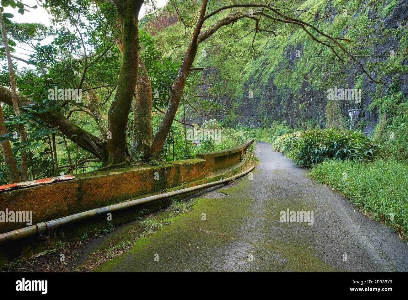 Verlassene Bergstraße in einem Regenwald. Einheimische Wälder von Oahu in der Nähe des alten Pali Highway Crossing in Hawaii. Überwucherte Wildnis in einer geheimnisvollen Landschaft. Verborgene Wunder auf dem Wanderweg Stockfoto