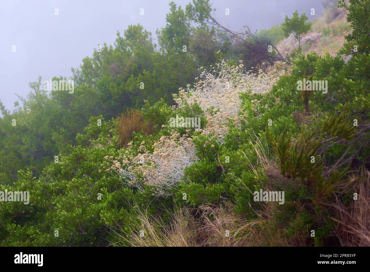 Nahaufnahme von verbrannten Fynbos, die auf Lions Head in Südafrika wachsen. Die Nachwirkungen eines Waldfeuers auf einer Berglandschaft mit Kopierraum. Dicke Smogluft mit überlebenden grünen, dichten Büschen, Pflanzen und Bäumen Stockfoto