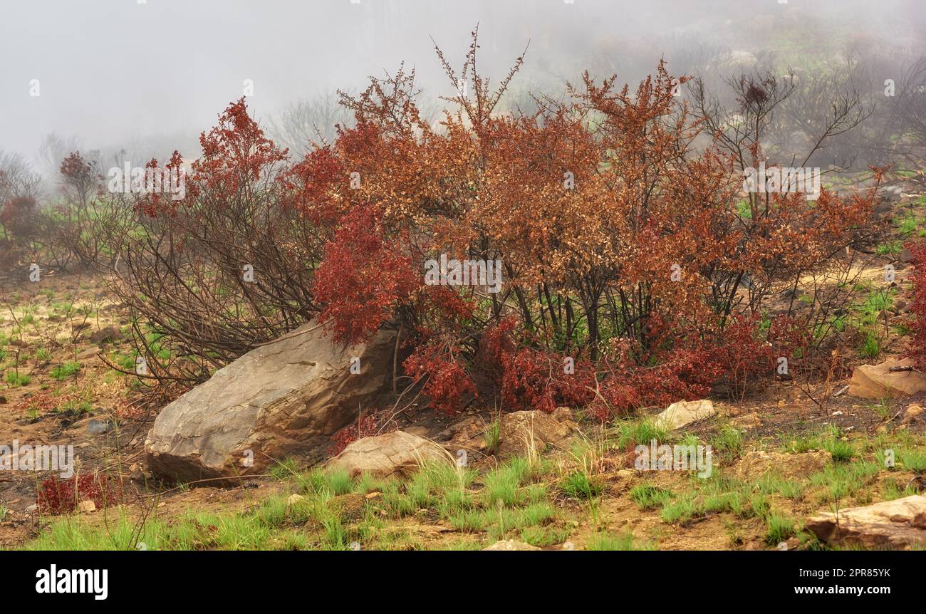 Ein farbenfroher Baum mit roten Blättern an nebligen Morgen mit Platz. In der felsigen Hügellandschaft auf Lions Head, Kapstadt, wachsen Büsche. Waldbrand mit dichter, schäumender Luft, der Umweltschäden ausbreitet Stockfoto