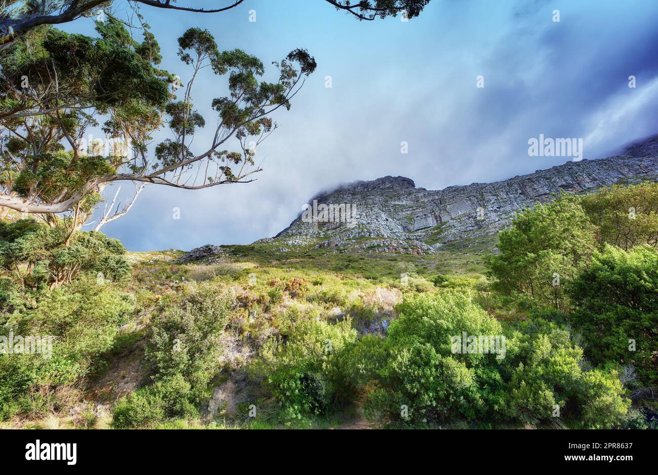 Kopieren Sie den Raum mit einer malerischen Landschaft mit bewölktem Himmel, die den Gipfel des Tafelbergs in Kapstadt an einem nebligen Morgen von unten bedeckt. Wunderschöne Aussicht auf Pflanzen und Bäume rund um ein berühmtes Naturdenkmal Stockfoto