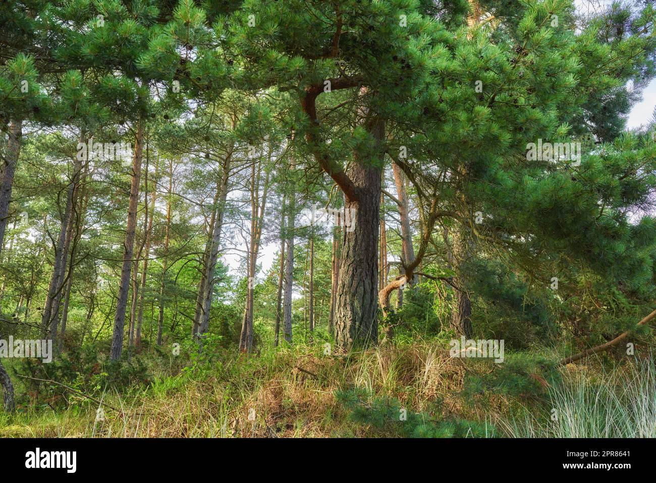 Grüner Wald mit üppigen Büschen und Pinienblättern. Schönheit in der Natur mit beruhigenden Blattmustern im Regenwald oder Dschungel. Ruhige, friedliche Atmosphäre im Freien, ungestörte Natur in Harmonie Stockfoto