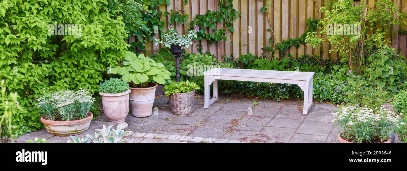Ein wunderschöner, leerer grüner Garten mit einer Holzbank und Topfpflanzen draußen in einem Hinterhof an einem Sommertag. Lebhafter Park mit malerischen Ausblicken auf die Natur an einem friedlichen und ruhigen Ort im Freien Stockfoto