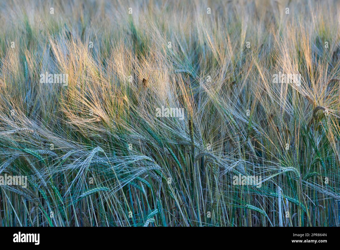 Landschaft eines Weizenfeldes unter Sonnenlicht am Morgen. Hohe grüne Grassprossen, die im Wind auf einem leeren Ackerland schweben. Goldkörner, die auf einem landwirtschaftlichen Maisfeld wachsen Stockfoto