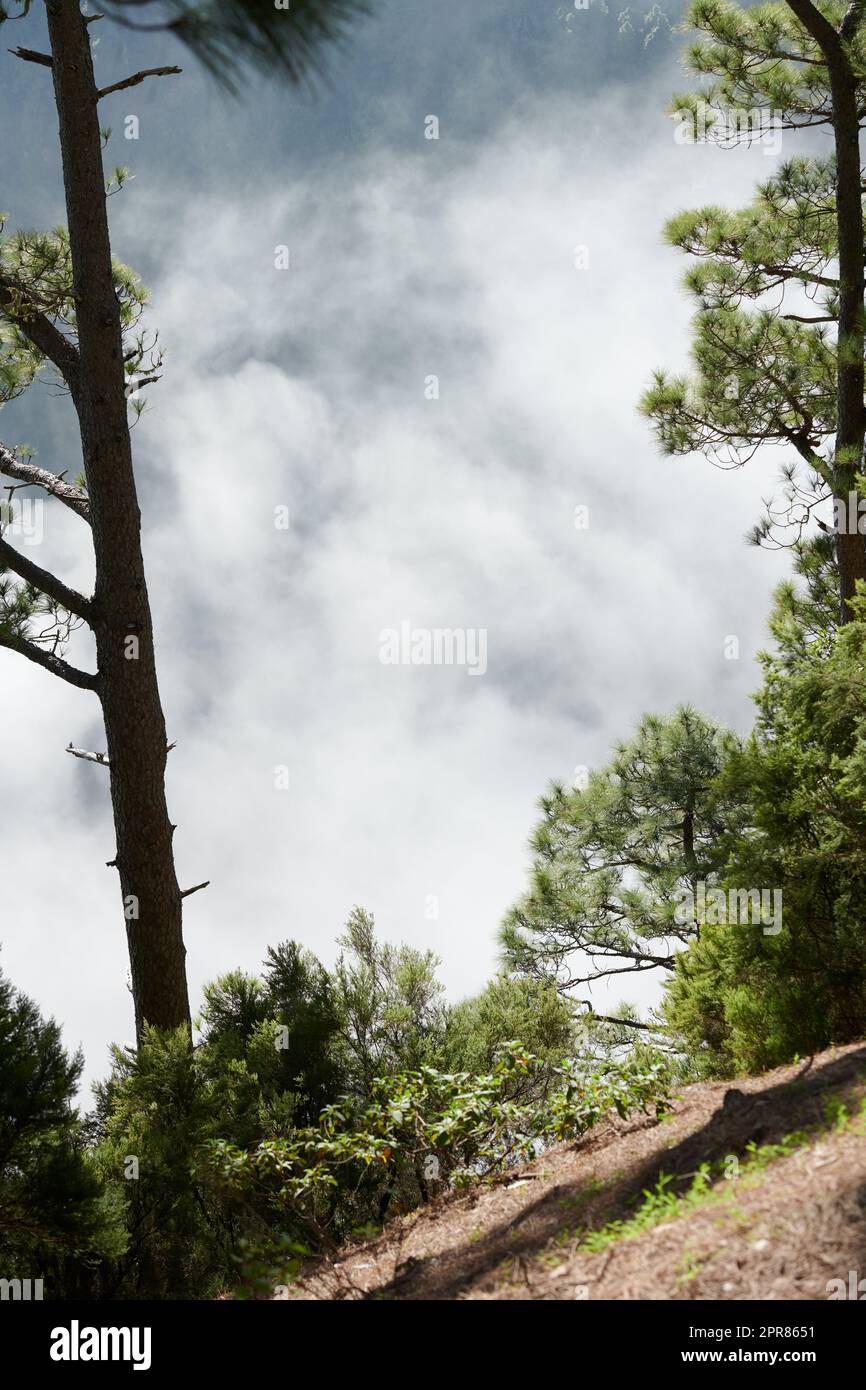 Malerische Kiefernwälder in den Bergen von La Palma, Kanarische Inseln, Spanien. Forstwirtschaft mit Blick auf einen steilen Hügel, bedeckt mit grüner Vegetation und Sträuchern vor einem wolkigen Himmel Stockfoto