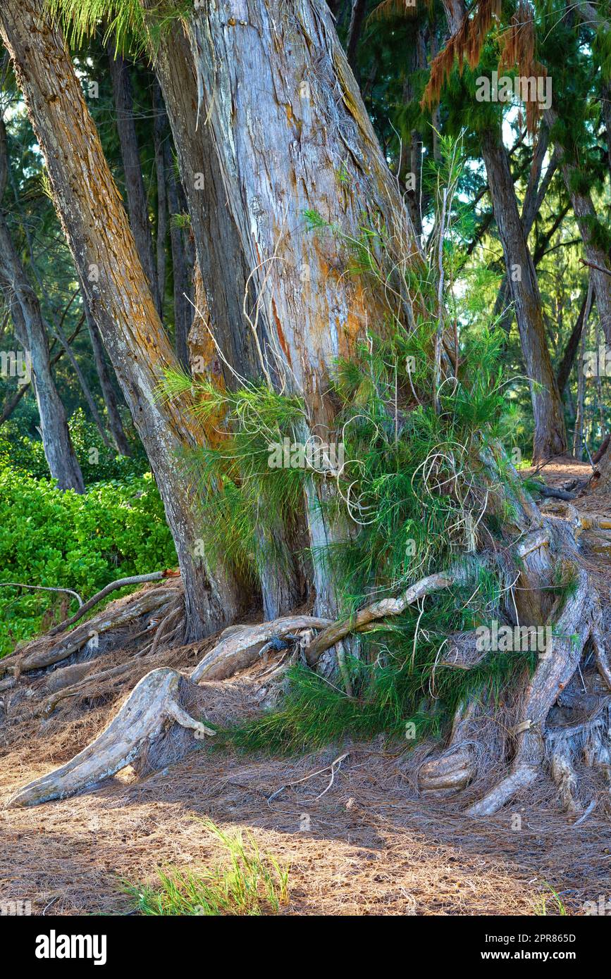 Hoher Baum mit wilden Trieben in einem grünen Regenwald in Hawaii, USA an einem sonnigen Tag. Ruhige Natur mit malerischem Blick auf den Dschungel, beruhigende Ruhe mit Büschen und versteckte Schönheit in alten, grünen einheimischen Bäumen Stockfoto