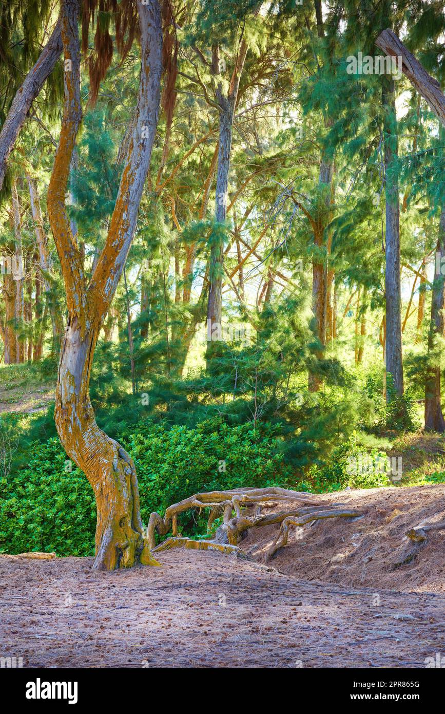 Malerische Waldlandschaft mit Details des Dschungels in Hawaii, USA. Abgelegene Lage an einem Wanderweg in der Natur an einem sonnigen Tag. Landschaft mit wilden Büschen, Waldbäumen und üppigen Pflanzen im Sommer Stockfoto