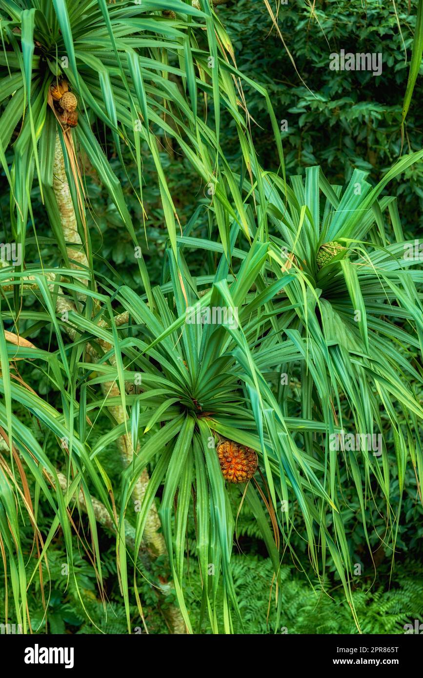 Walddetails des Dschungels, Hawaii, USA. Dschungelstraße in Hawaii. Der Weg in den Wald. Tropische Bäume. Ökologisches Leben. Die hawaiianischen tropischen Regenwälder sind tropische feuchte Laubwälder Stockfoto