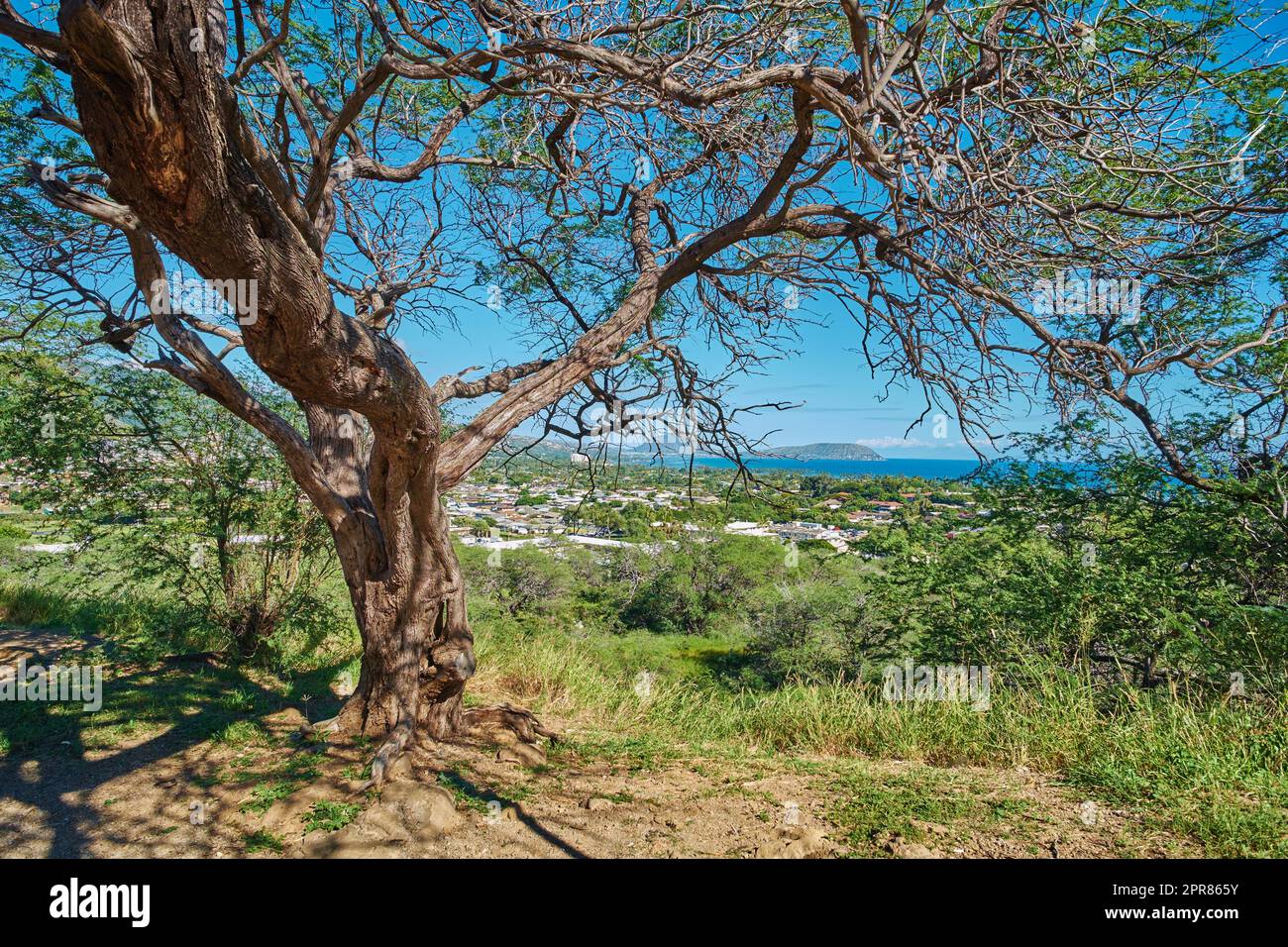 An einem Aussichtspunkt wachsen grüne Bäume mit Blick auf Koko Head, Hawaii an einem sonnigen Tag. Natur im Freien mit atemberaubenden Ausblicken auf eine Insel und friedlicher Harmonie eines tropischen Regenwaldes Stockfoto