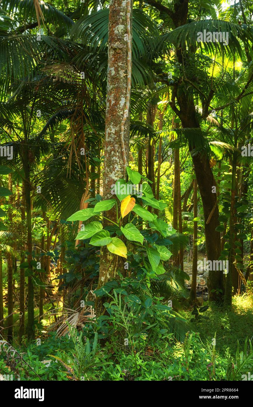 Lebendige Bäume in ruhiger, ruhiger Natur in Hawaii, USA. Wunderschöne breite Blattmuster in einem beruhigenden, beruhigenden Wald. Ein begrüntes Baldachin in ruhiger Harmonie, ein beruhigendes Zen in einem friedlichen, sonnigen Park Stockfoto