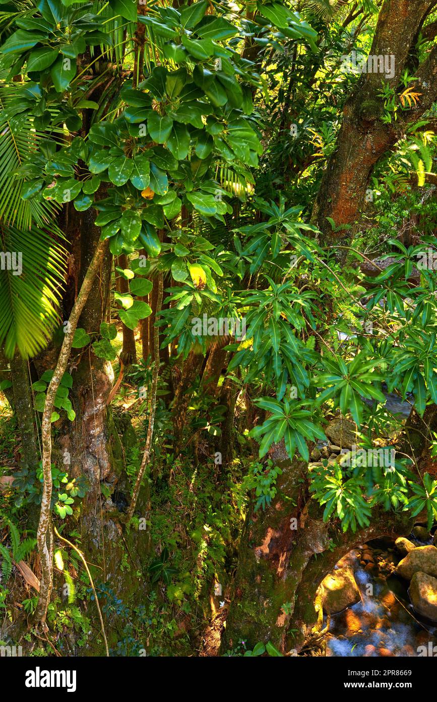 Hoher wilder Baum, der in einem grünen Wald in Hawaii, USA, wächst. Ein friedlicher Regenwald in der Natur mit malerischen Ausblicken auf natürliche Muster und Strukturen. Versteckt in einem Dschungel, wo Frieden, Harmonie und Zen gefunden werden Stockfoto