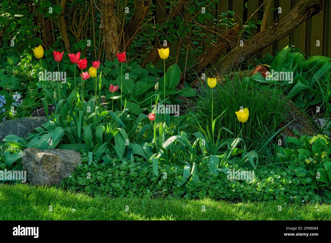 Roter Alpendoorn und gelbe goldene Parade Tulpen wachsen in einem üppigen Garten im Freien. Wunderschöne blühende Pflanzen mit langen Stielen, die Liebe und Hoffnung symbolisieren, blühen und blühen in der Natur im Frühling Stockfoto