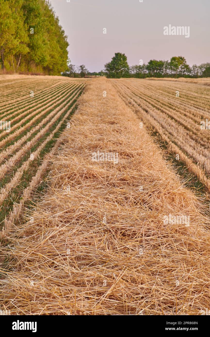 Roggen- und Weizenkörner, die auf einem Bauernhof in einem abgelegenen Landschaftsfeld mit Kopierraum angebaut werden. Detail- und Texturhintergrund eines nachhaltigen lokalen Maisfeldes mit geschnittenem Stroh in der Erntesaison mit Kopierraum Stockfoto
