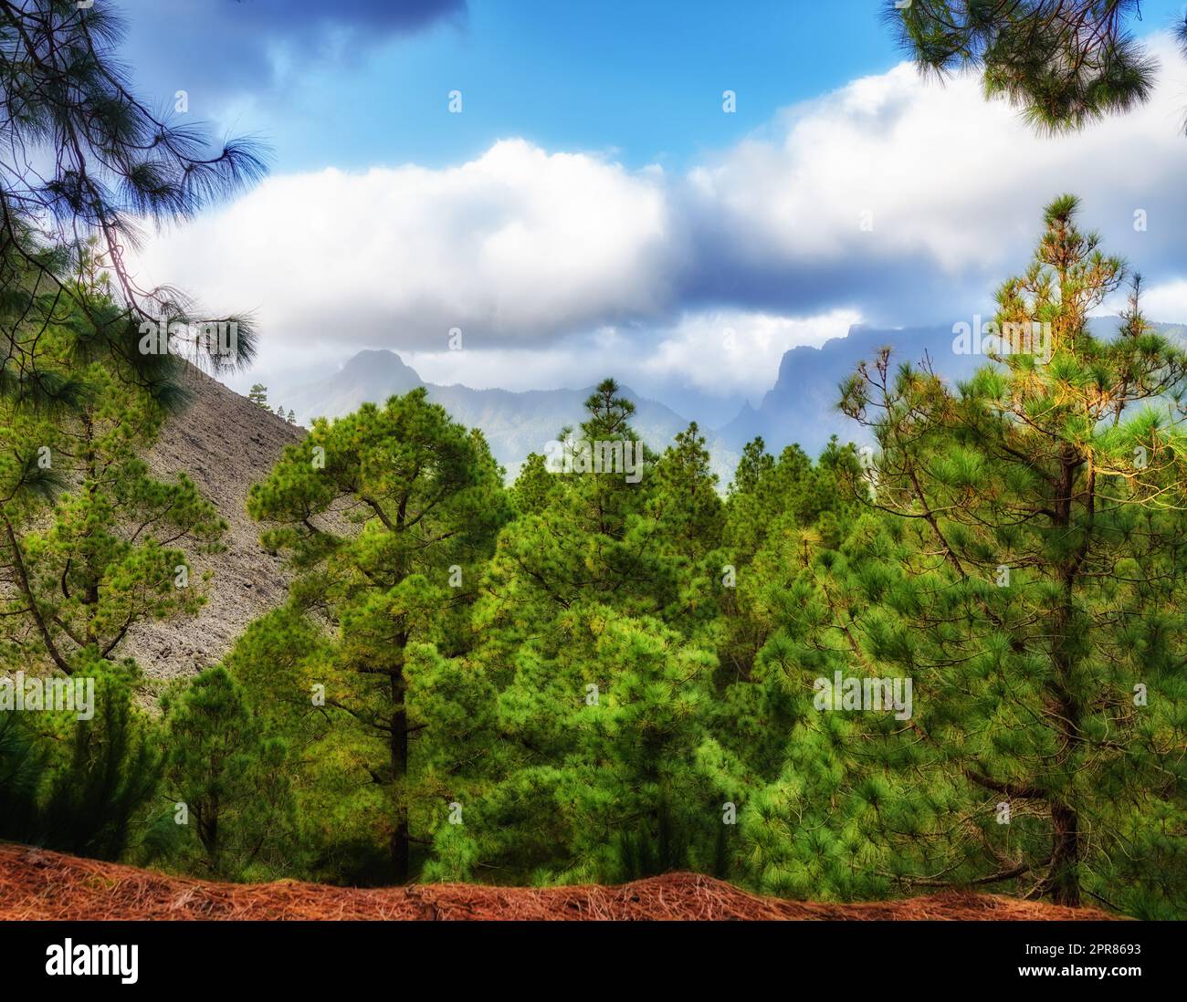 Kiefernwald mit blauem Wolkenhimmel im Herbst. Landschaft eines Hügels mit Blick auf eine grüne Umgebung. Wilde Entdeckungen und Entdeckungen in der Natur in den Bergen von La Palma, Kanarische Inseln, Spanien Stockfoto