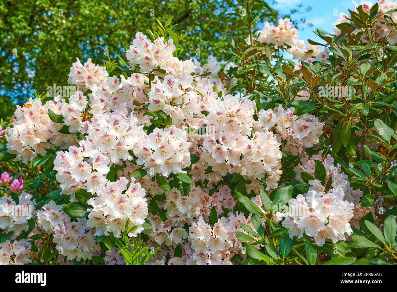 Rhododendron ist eine Gattung von 1.024 Arten von holzigen Pflanzen in der Heidenfamilie, entweder immergrün oder milchig, und findet sich hauptsächlich in Asien, ist aber auch im südlichen Hochland der Appalachen in Nordamerika weit verbreitet. Stockfoto