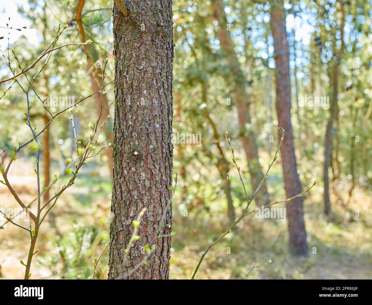 Schöner üppiger grüner Wald in Dänemark, hohe Kiefern wachsen mit der Natur in Harmonie und Fülle. Ruhiger Sommermorgen mit Blick auf ein Zen, ruhiger Dschungel. Beruhigende Natur mit frischer Luft Stockfoto