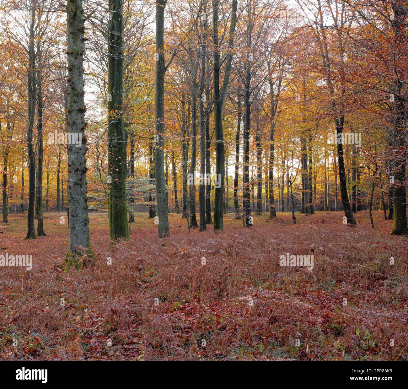 Landschaftsblick auf Herbstkiefern-, Tannen- oder Zedernbäume, die in ruhigen Wäldern Schwedens wachsen. Trockene rote und braune Äste und Gras in einem wilden und abgelegenen Nadelwald zum Schutz der Umwelt Stockfoto