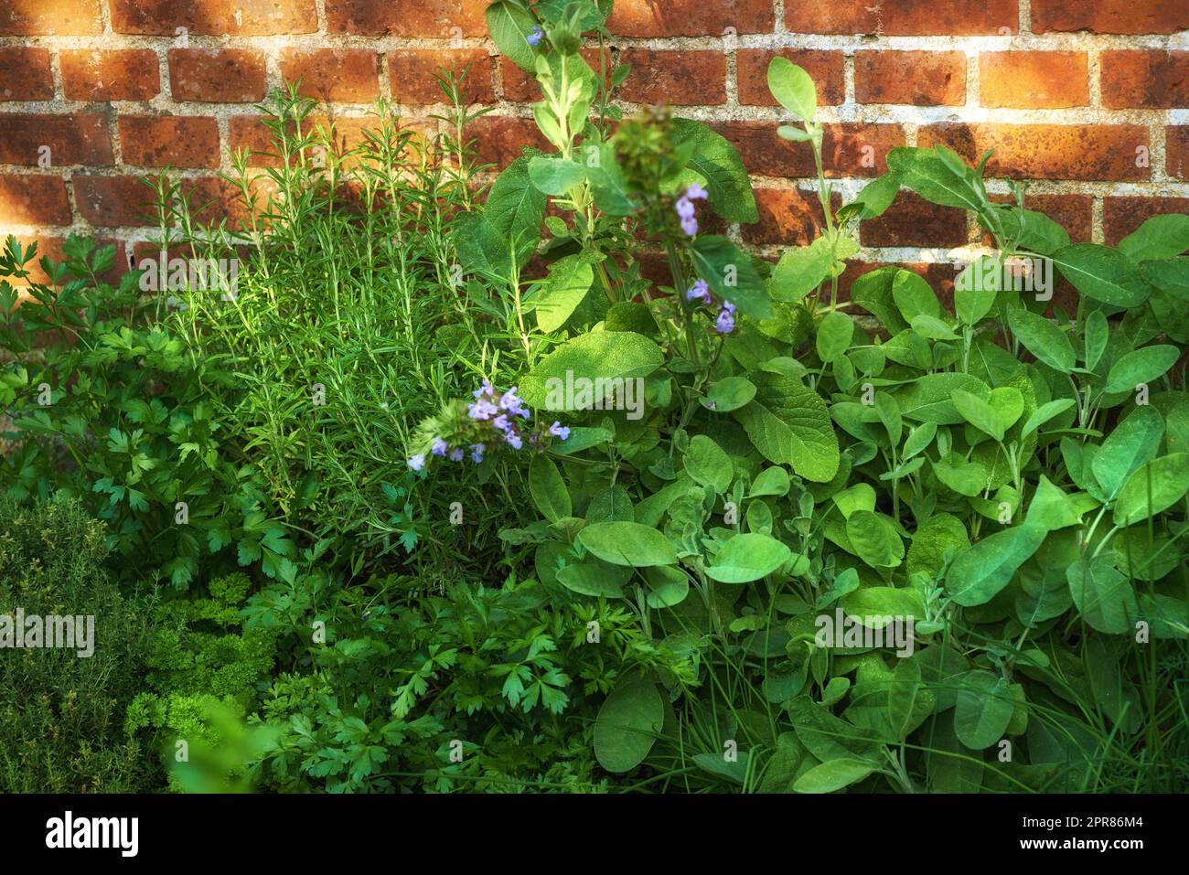 Überwachsener Kräutergarten an der Wand eines roten Backsteinhauses. Verschiedene Pflanzen in einem üppigen Blumenbeet. Verschiedene grüne Sträucher, die in einem Garten wachsen. Vi Stockfoto