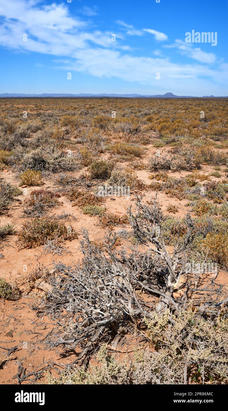 Eine heiße Savanne mit getrockneten Pflanzen an einem sonnigen Tag in Südafrika. Eine leere afrikanische Landschaft aus kargen Hochebenen mit trockenem Grünland, Sträuchern, Büschen und einem weiten, offenen blauen Himmel mit Kopierraum Stockfoto