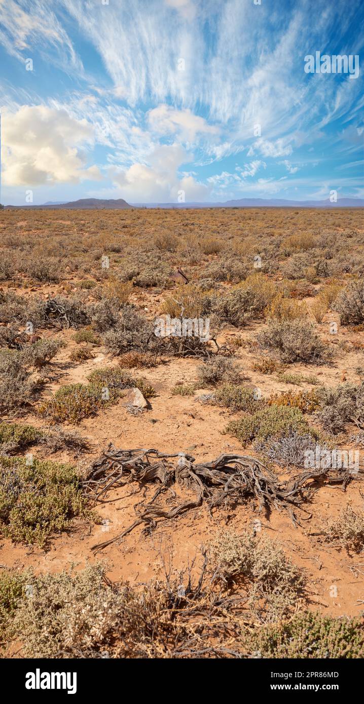 Ein heißer Sommertag in einer trockenen Hochland-Savanne in Südafrika mit einem wolkigen Himmel. Eine leere Landschaft mit grünen Sträuchern auf unfruchtbarem Land. Wildes, unkultiviertes Feld mit Kopierraum und Dornsträuchern Stockfoto