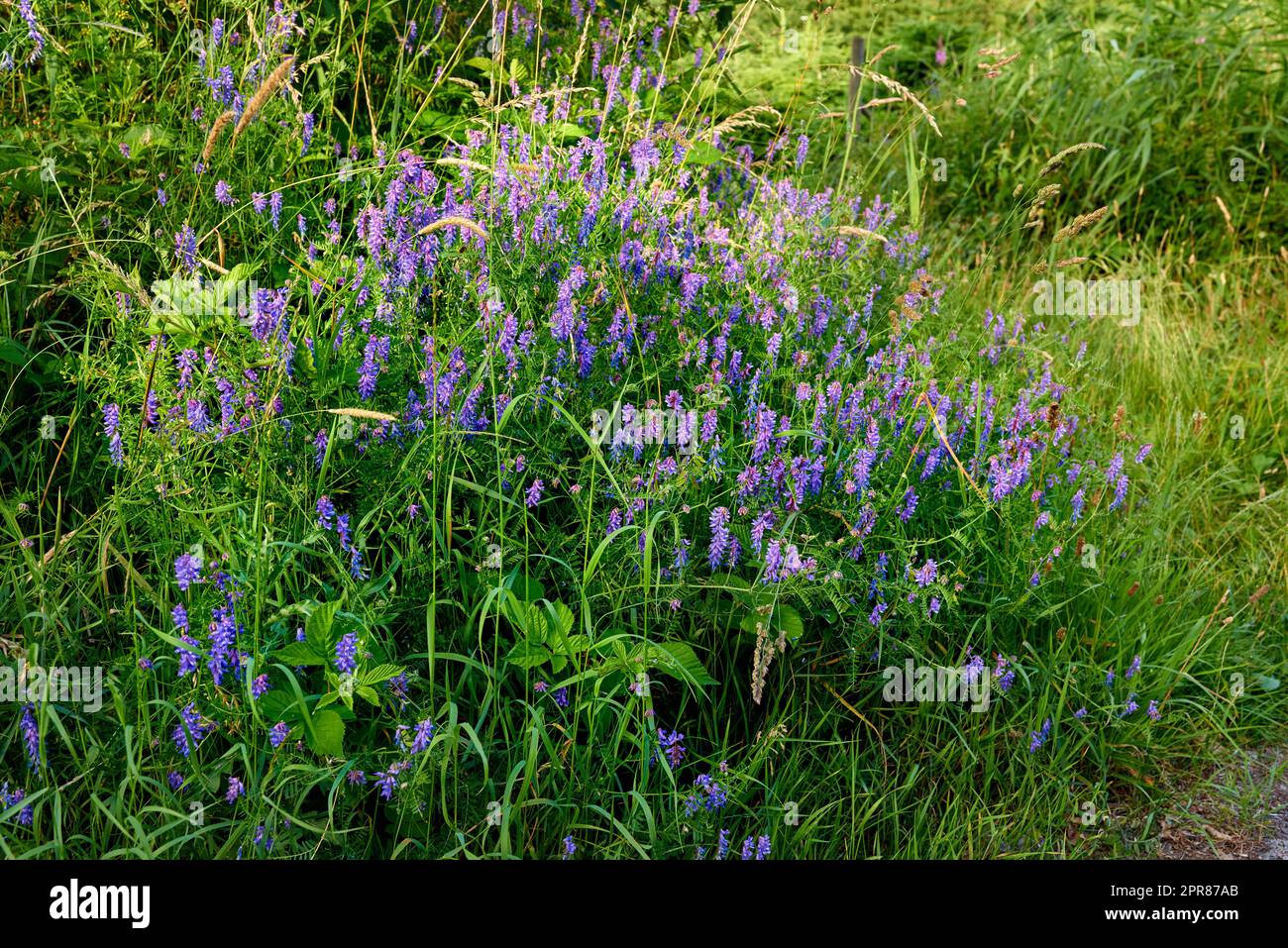 Schöne Blumen aus meinem Garten. Eine Reihe von schönen Gartenfotos. Stockfoto