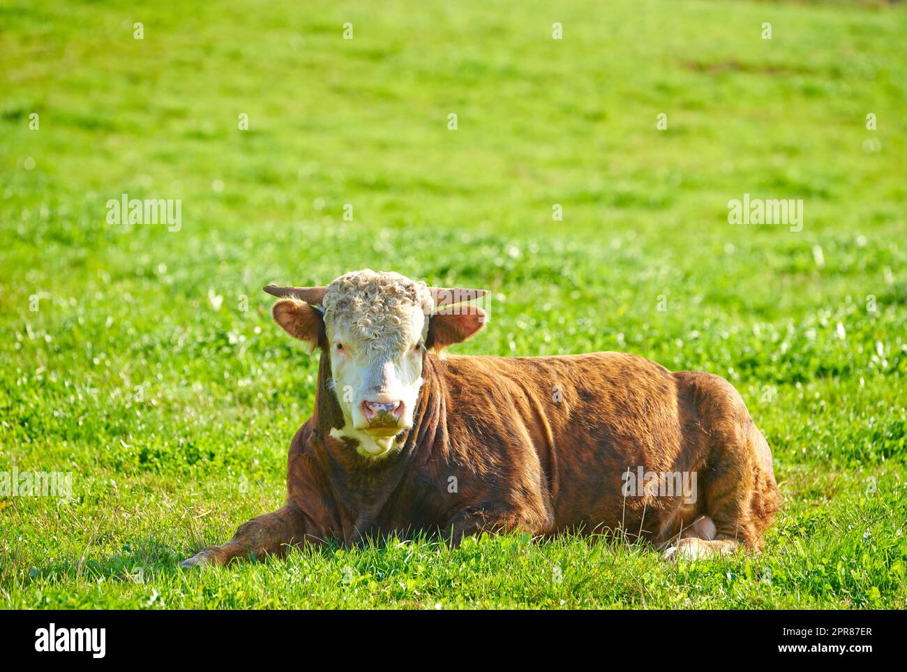 Eine Kuh sitzt auf einem grünen Feld auf dem Land mit Kopierraum. Viehzucht und -Aufzucht auf einem Rind- und Milchwirtschaftsbetrieb. Ein Tier auf einer Weide oder auf Weideland landschaftlich umhüllen Stockfoto