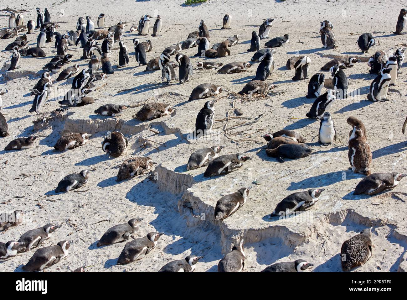 Schwarzfußpinguinkolonie an Boulders Beach Brutküste und Schutzgebiet in Südafrika. Gruppe von geschützten gefährdeten Wasservögeln und Meeres- und Meerestieren für den Tourismus Stockfoto