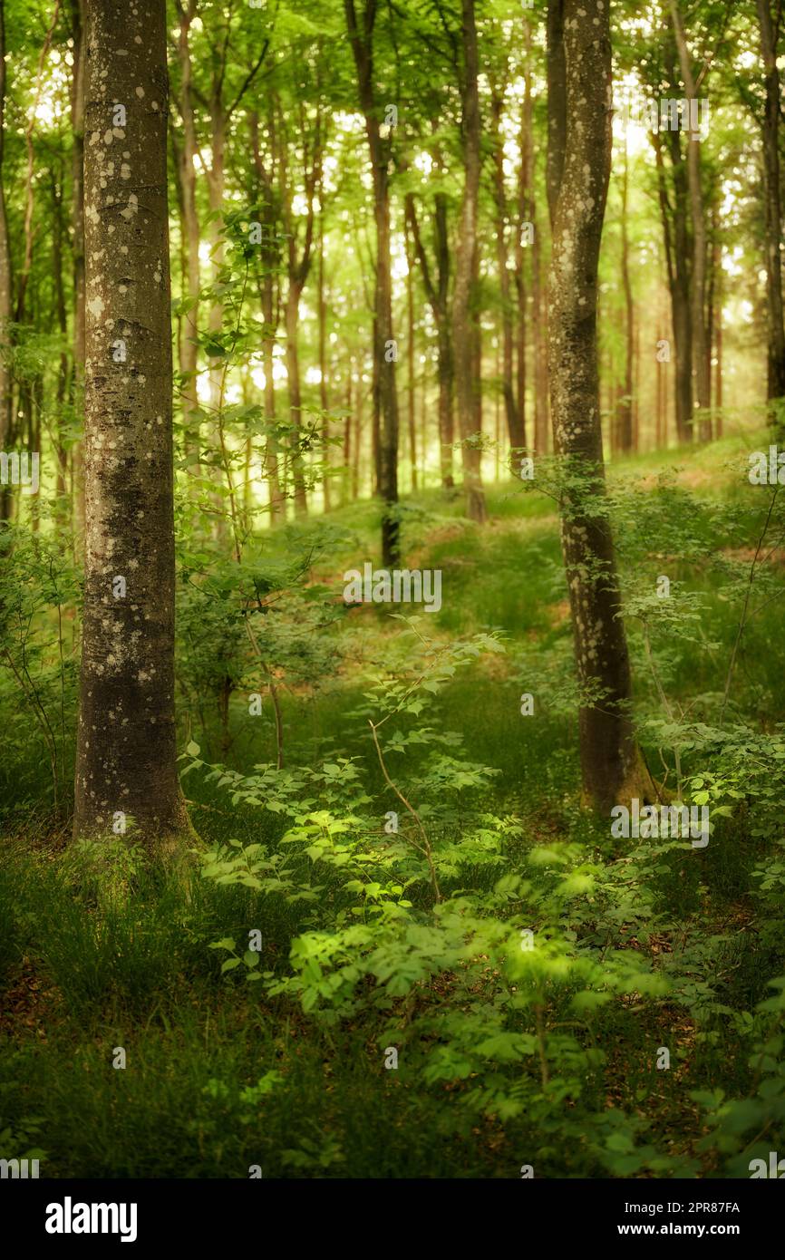 Friedliche und magische Ausblicke im Park, Wald oder Dschungel. Wilde Bäume wachsen in einem Wald mit grünen Pflanzen und Sträuchern. Malerische Landschaft mit hohen Holzstämmen mit üppigen Blättern in der Natur im Frühling. Stockfoto
